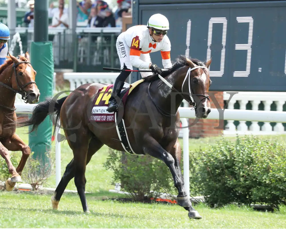Cogburn - The Twin Spires Turf Sprint G2 05-04-24 R05 Churchill Downs Gallop Out 01 Ashley Phillips