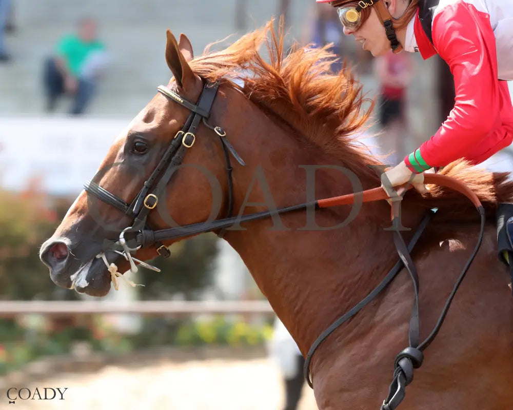 COMPORT - The Ellis Park Juvenile - 08-10-25 - R06 - ELP - Inside Finish 02 Ellis Park