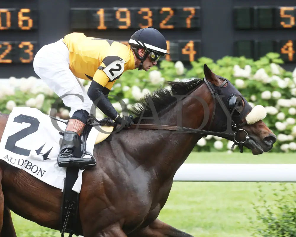 Cugino - The Audubon 5Th Running 06-01-24 R11 Cd Gallop Out 01 Churchill Downs
