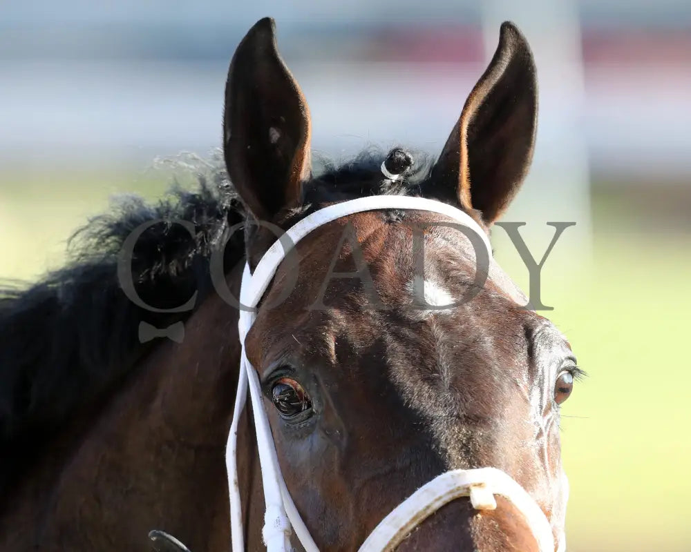 CURLIN'S MALIBU - The Iron Horse - 11-15-25 - R06 - CD - Come Back 01 - Coady Media - Kurtis Coady Photography