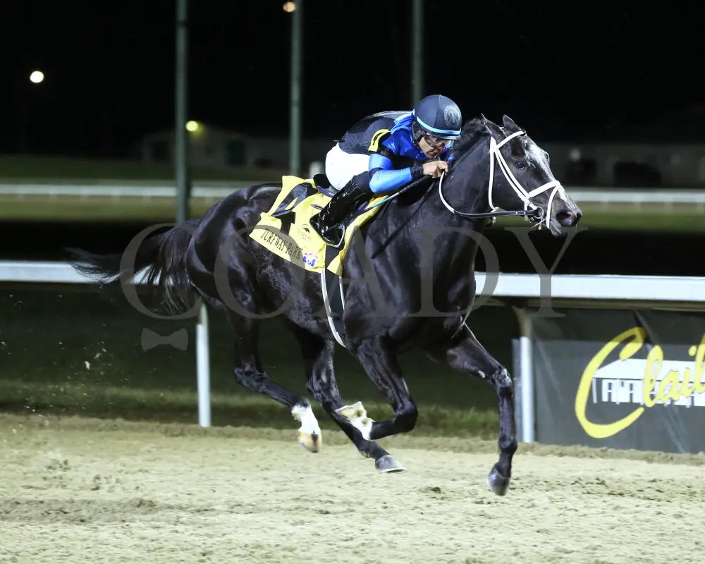 Dana’s Beauty - 121424 Race 04 Tp The My Charmer Finish 02 Turfway Park
