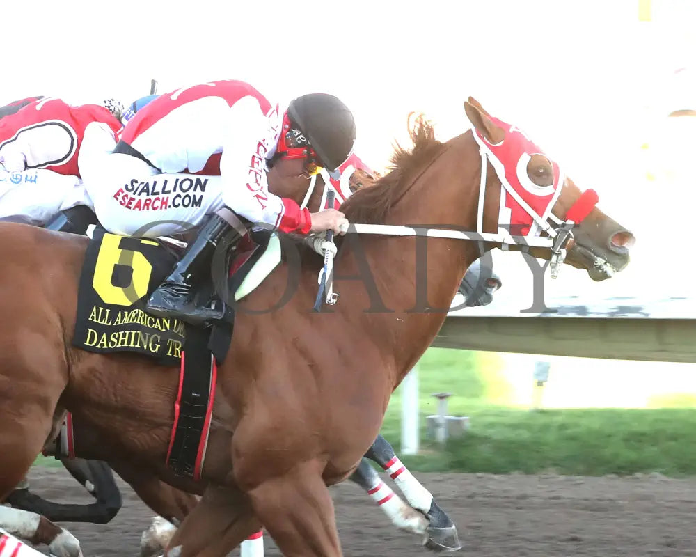 Dashing Tres - All American Quarter Horse Derby 09-02-24 R10 The Downs At Albuquerque Finish 01