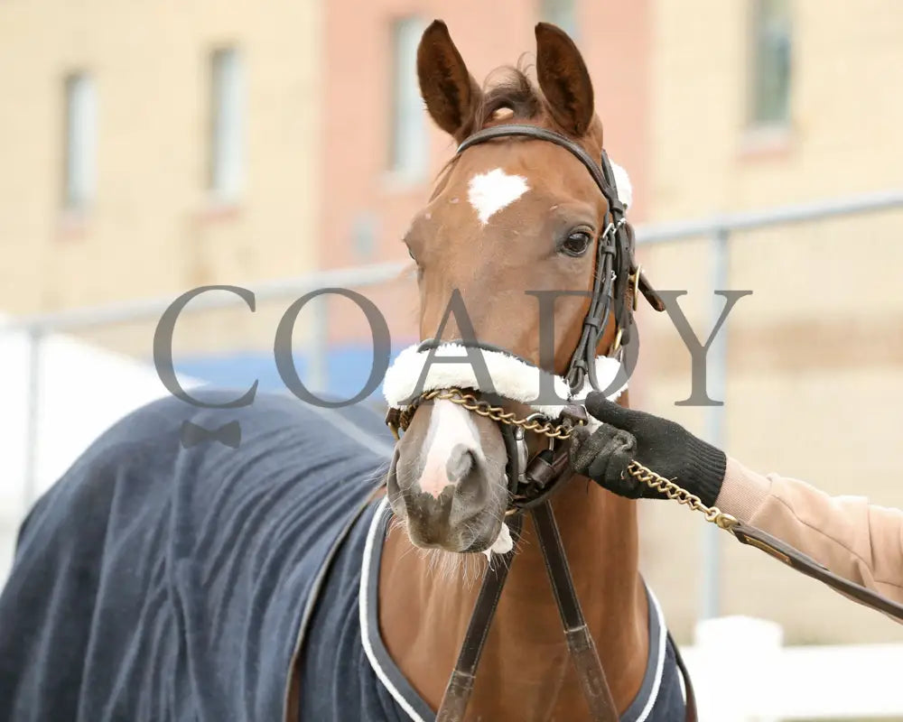 Dixieland Belle - The Finest City Stakes 10Th Running 10-14-24 R05 Pid Paddock 02 Presque Isle Downs