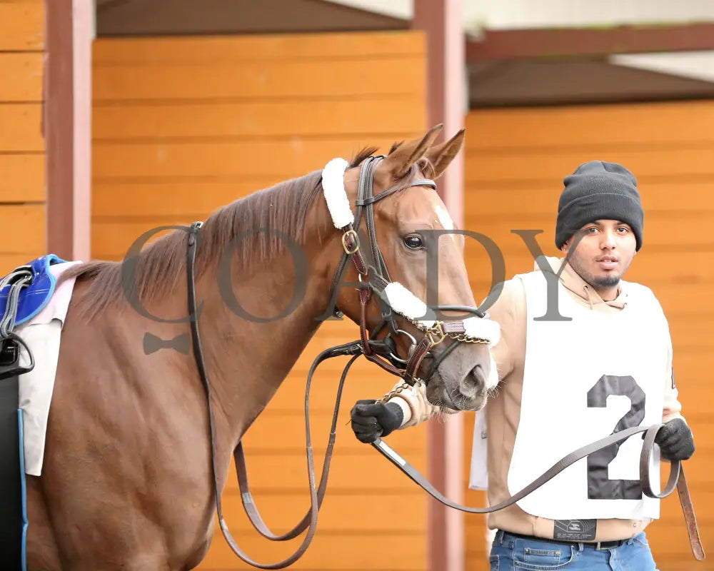Dixieland Belle - The Finest City Stakes 10Th Running 10-14-24 R05 Pid Paddock 03 Presque Isle Downs