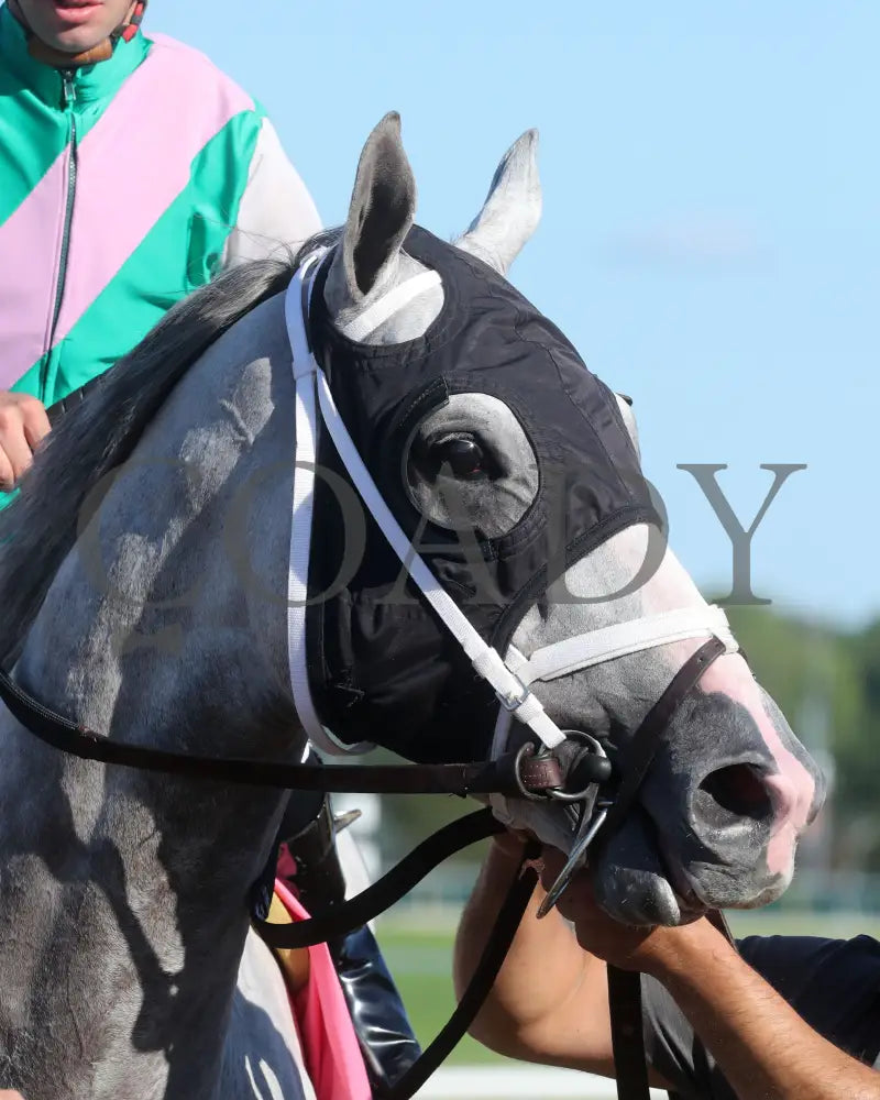 Dragoon Gaurd - Indiana Derby 30Th Running G3 07-06-24 R12 Horseshoe Head Shot 01 Renee Torbit Grand