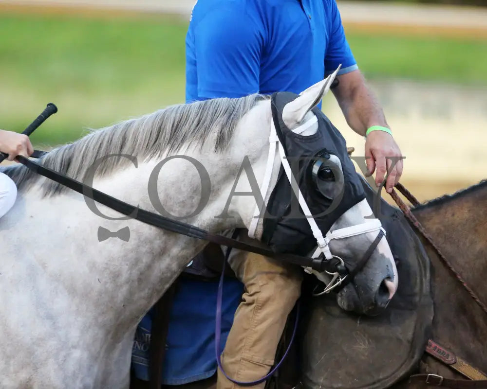 Dragoon Guard - The West Virginia Derby G3 08-04-24 R08 Mnr Post Parade 02 Mountaineer Park