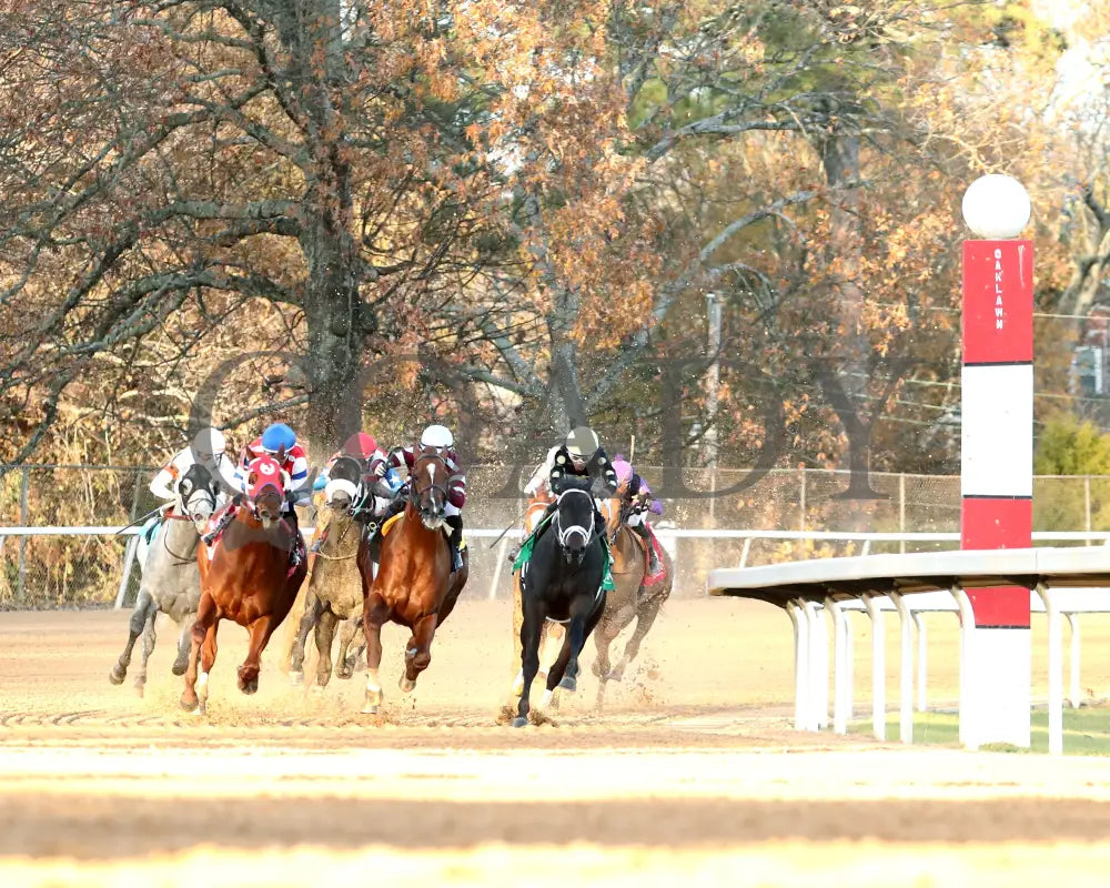 DREAMINBLUE - SILKS OVERNIGHT STAKES - 12-19-25 - R09 - OP - Turn Shot 01 - Coady Media - Kurtis Coady Photography