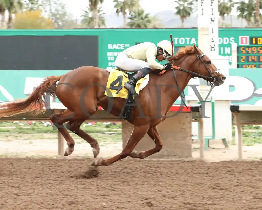 E J Won The Cup - Turf Paradise Derby 03 - 14 - 24 R07 Finish 2