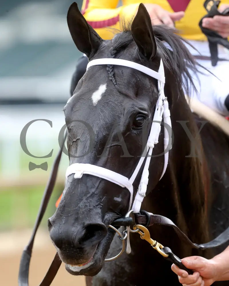 Emery - The Leslie’s Lady Overnight Stakes 3Rd Running 06-09-24 R04 Cd Head Shot 01 Churchill Downs