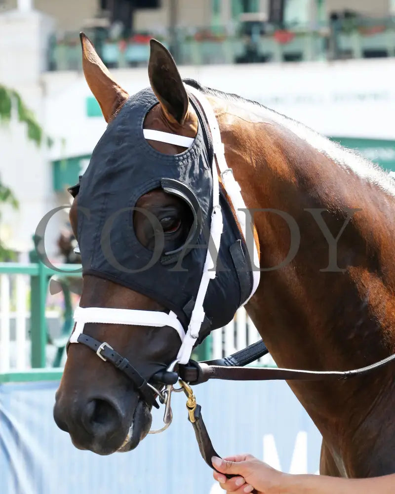 Factor This - The Wise Dan 31St Running 06-20-20 R09 Cd Paddock 03 Churchill Downs