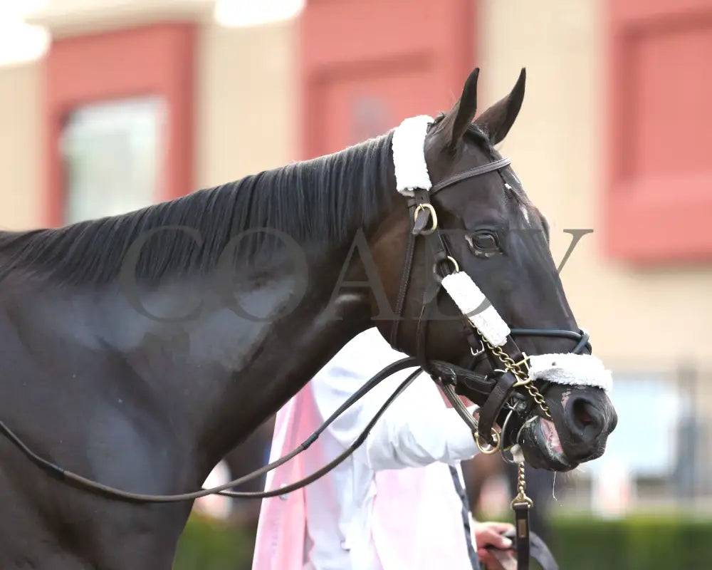 Forever Souper - The Presque Isle Mile 09-20-24 R07 Pid Paddock 04 Downs