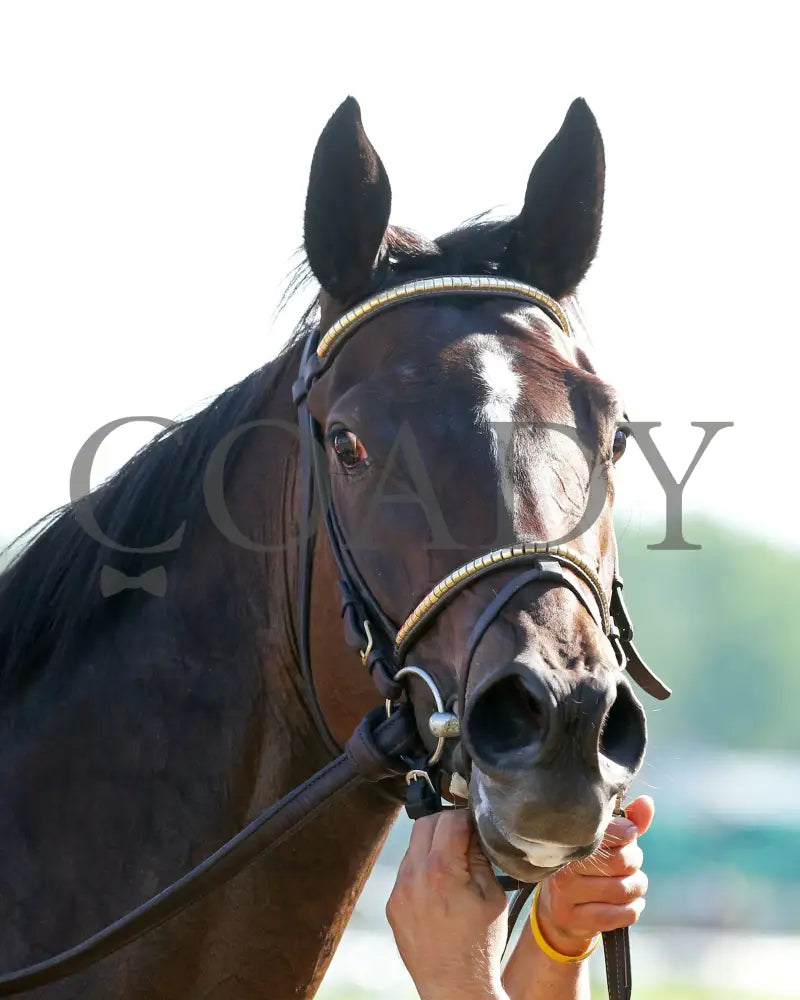 Four Graces - Dogwood G3 44Th Running 06-06-20 R10 Cd Come Back 02 Churchill Downs