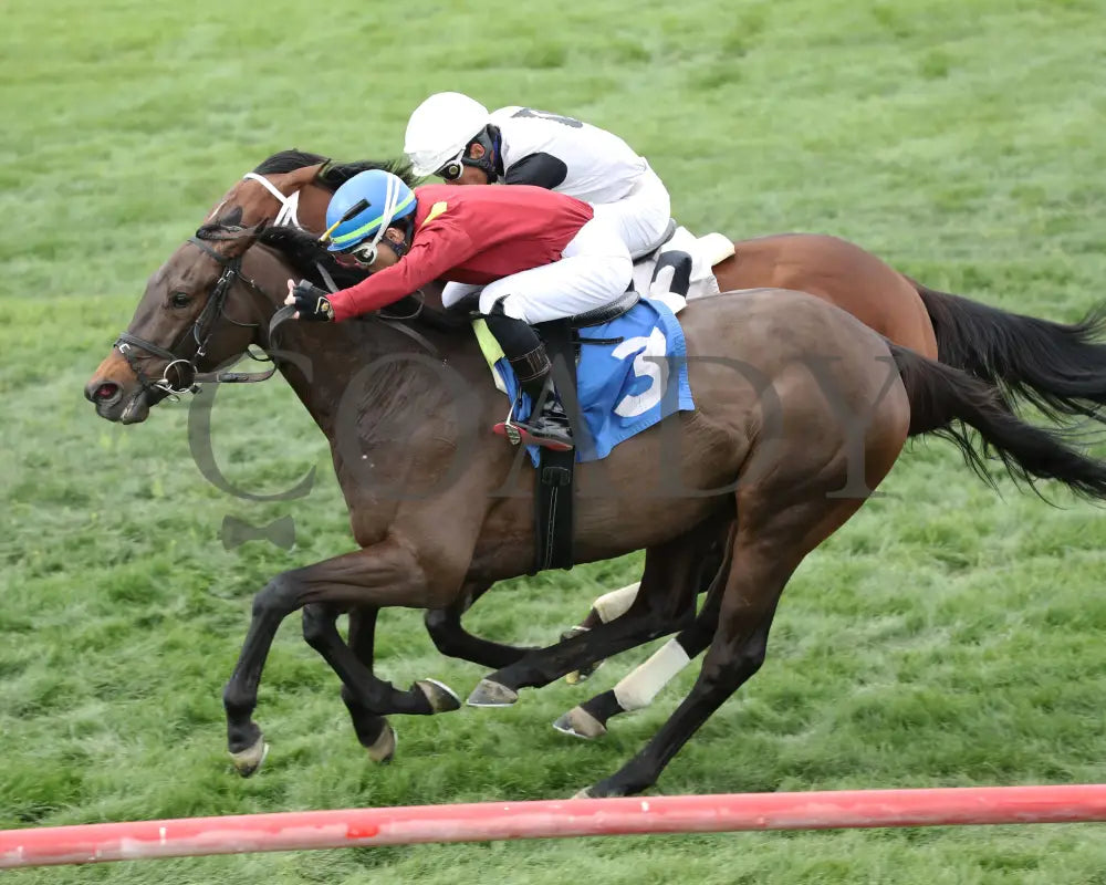 Fuerteventura - Cotton Fitzsimmons Stakes 03 - 14 - 24 R05 Turf Paradise Inside Finish