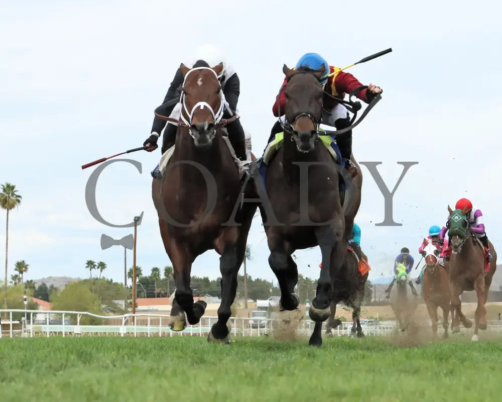 Fuerteventura - Cotton Fitzsimmons Stakes 03 - 14 - 24 R05 Turf Paradise Under Rail