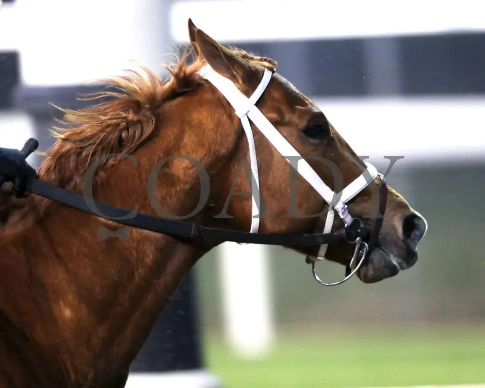 FURTHER ADO - The Kentucky Jockey Club G2 - 11-29-25 - R10 - CD - First Turn 03 - Coady Media - Kurtis Coady Photography