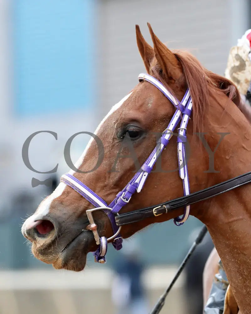 G W’s Girl - The Mockingbird Stakes 01-04-25 R07 Op Come Back 04 Oaklawn Park