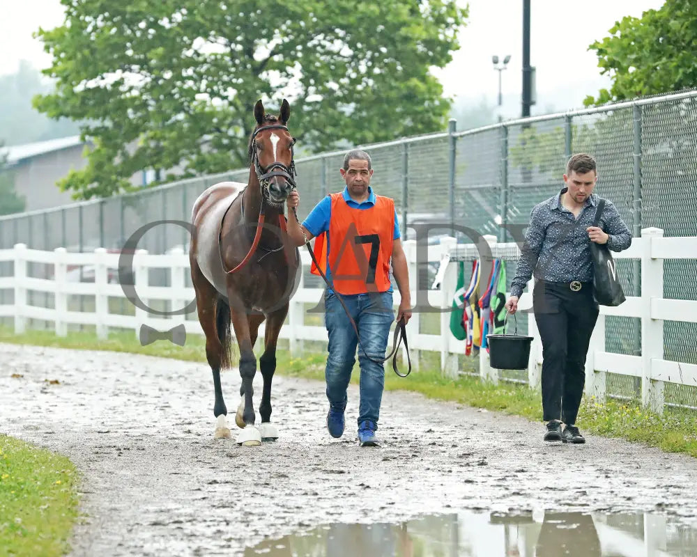 GOLDEN AFTERNOON - The Tom Ridge Stakes - 19th Running - 06-30-25 - R07 - PID - Paddock 01 Presque Isle Downs
