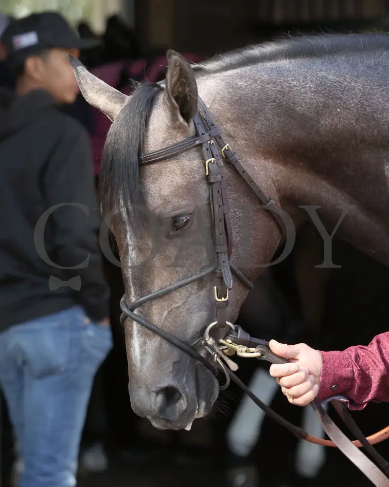 GOSGER - The Stonestreet Lexington G3 - 04-12-25 - R09 - KEE - Paddock 05 Keeneland