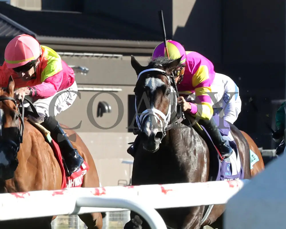 Grand Sonata - The Fanduel Tv Kentucky Turf Cup G1 09-07-24 R10 Kd Inside Finish 01 Downs