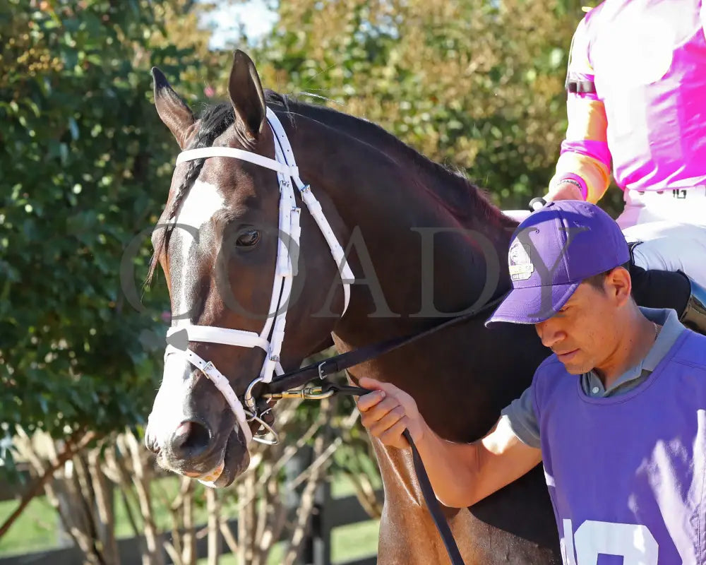 Grand Sonata - The Fanduel Tv Kentucky Turf Cup G1 09-07-24 R10 Kd Paddock 01 Downs