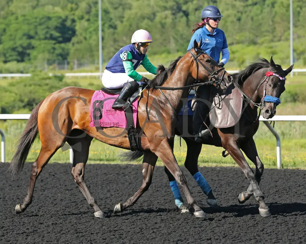 Greavette - The Malvern Rose Stakes 18Th Running 07-08-24 R07 Pid Post Parade Presque Isle Downs