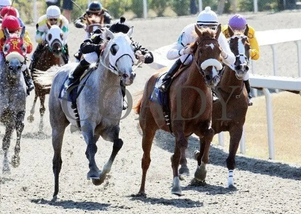 Grilla - President Of United Arab Emirates Cup Keeneland