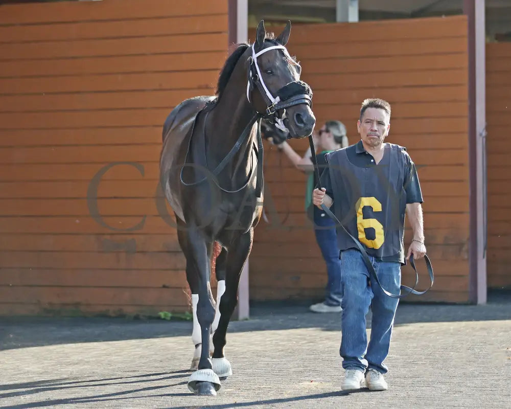 GROUNDED - The Avery Whisman Memorial Stakes - 08-11-25 - R07 - PID - Paddock 04 Presque Isle Downs