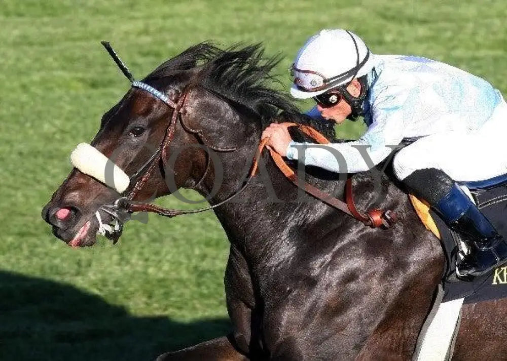 Harmonious - Queen Elizabeth Ii Challenge Cup Keeneland