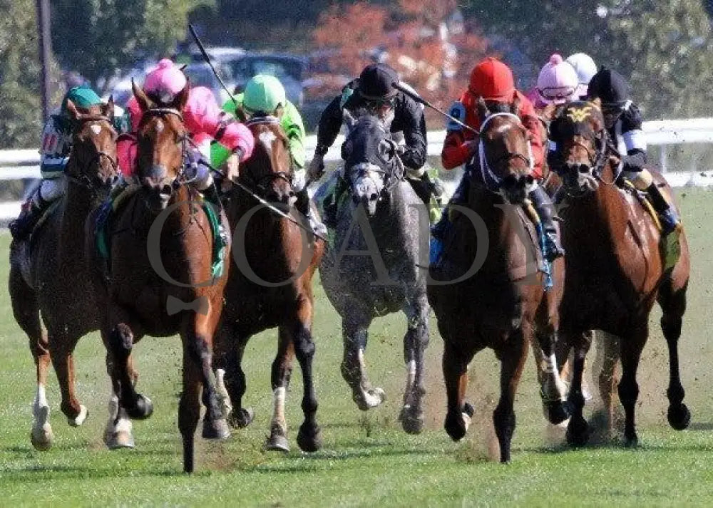 Havelock - Head On 100811 Race 05 Keeneland