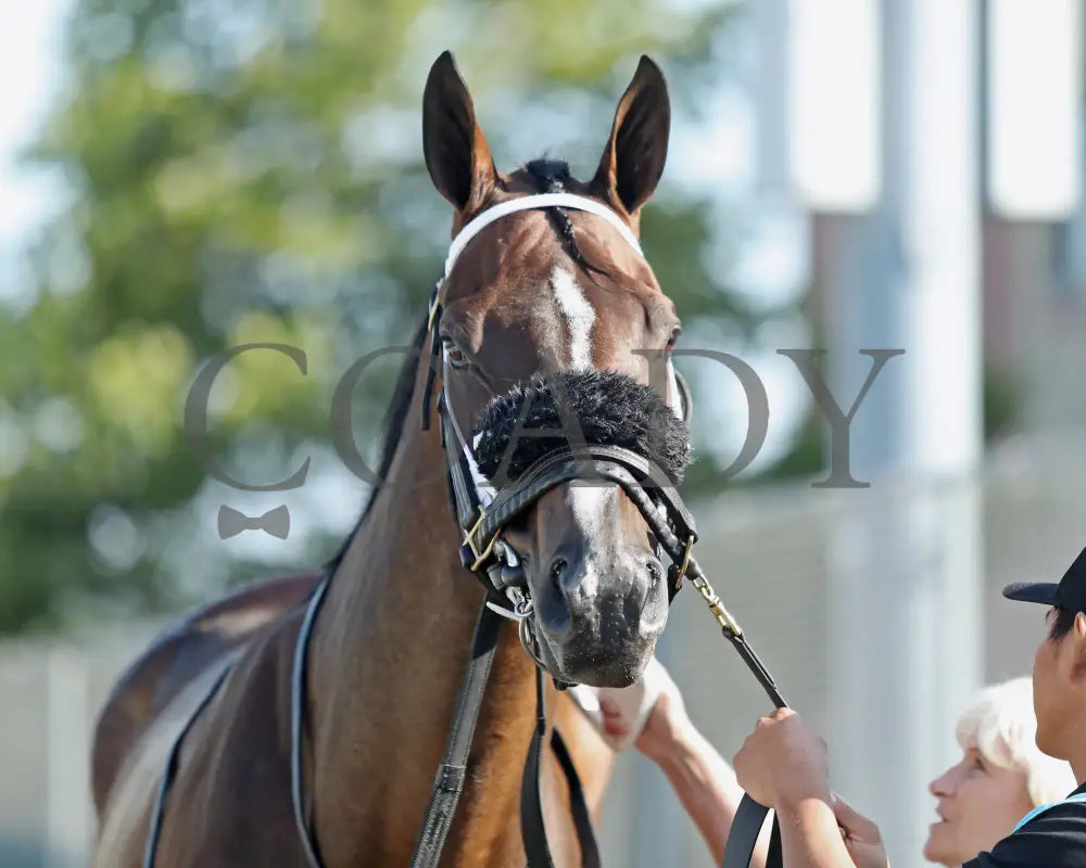 HE’S A MESS - The Hard Spun Stakes - 16th Running - 07-21-25 - R07 - PID - Paddock 03 Presque Isle Downs