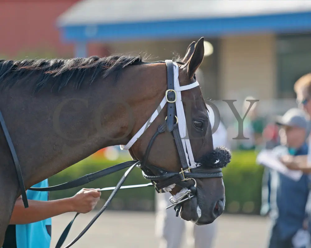 HE’S A MESS - The Hard Spun Stakes - 16th Running - 07-21-25 - R07 - PID - Paddock 04 Presque Isle Downs