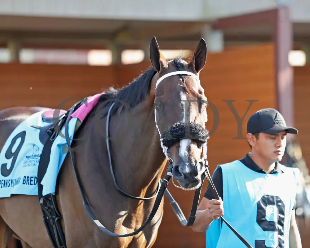 HE’S A MESS - The Hard Spun Stakes - 16th Running - 07-21-25 - R07 - PID - Paddock 06 Presque Isle Downs