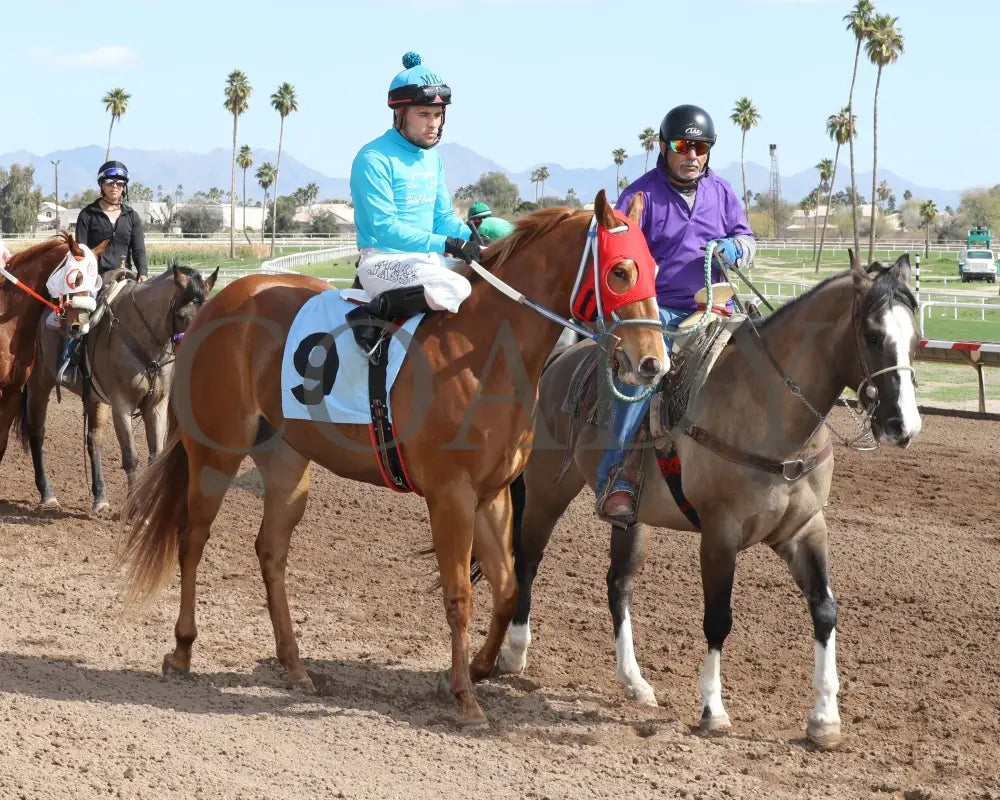 Hes My Sweetheart - Turf Paradise Maiden Stakes 02-21-24 R02 Post Parade 2