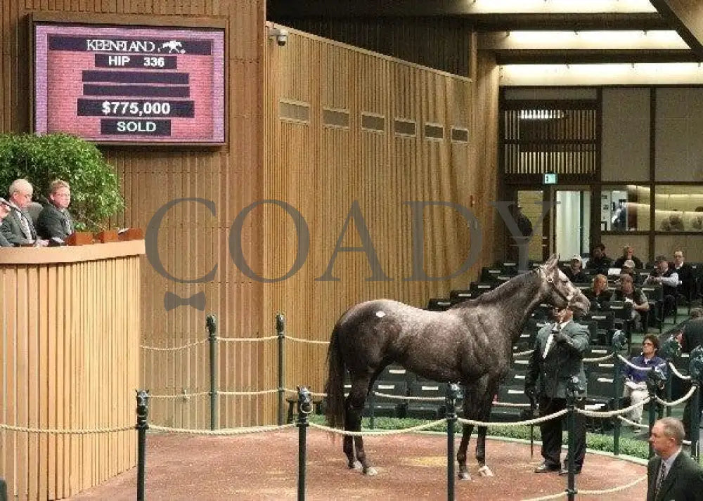 Hip 336 - 001 110910 Keeneland