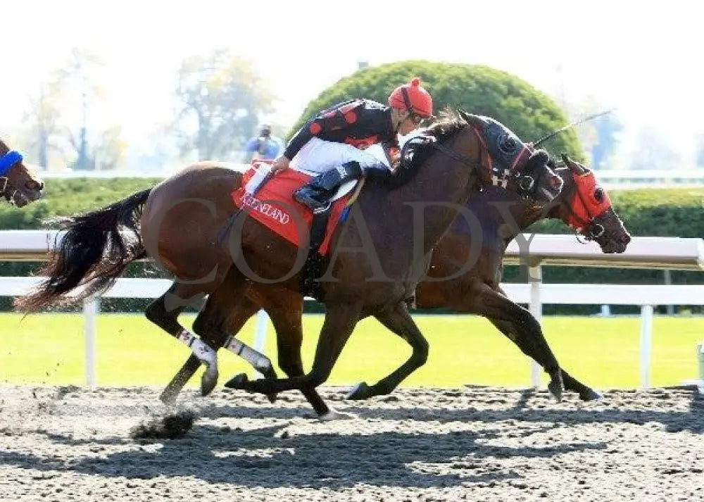 Holiday For Kitten - Finish 100811 Race 06 Keeneland