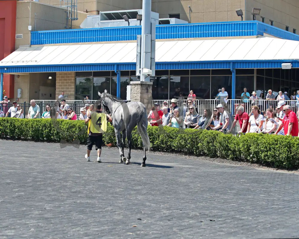 HORSEPOWER - The Karl Boyes Stakes - 19th Running - 07-04-25 - R07 - PID - Paddock 04 Presque Isle Downs