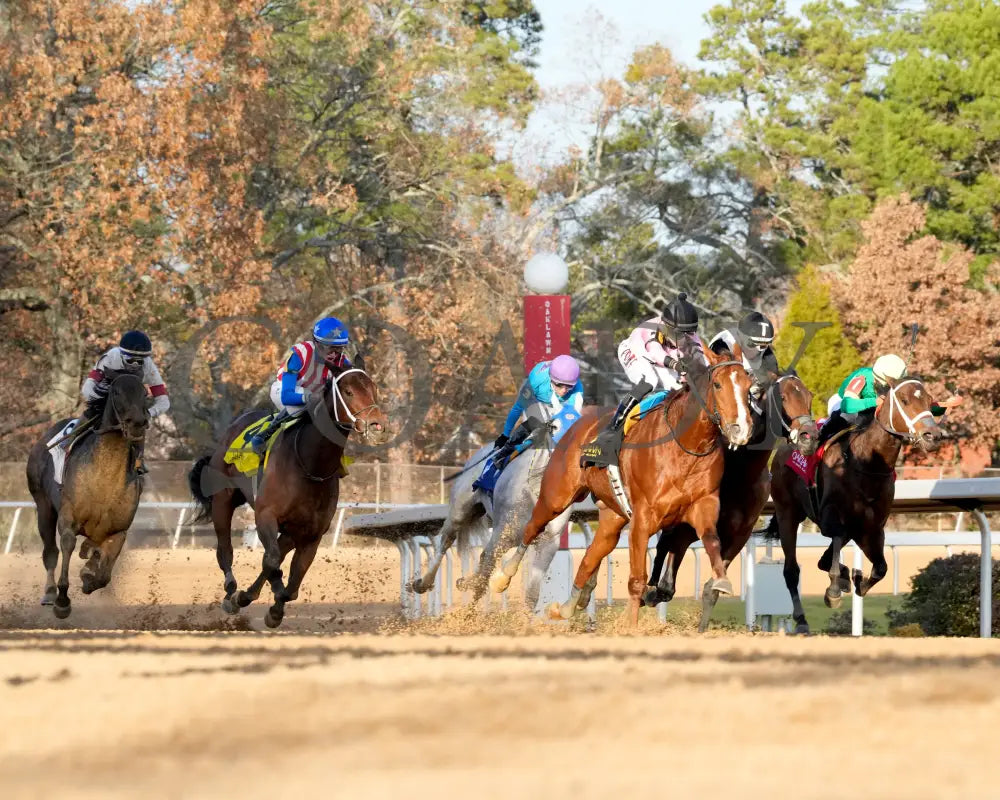 JERSEY PEARL - Poinsettia Stakes - 12-21-25 - R08 - OP - Turn 01 - Coady Media - Kurtis Coady Photography