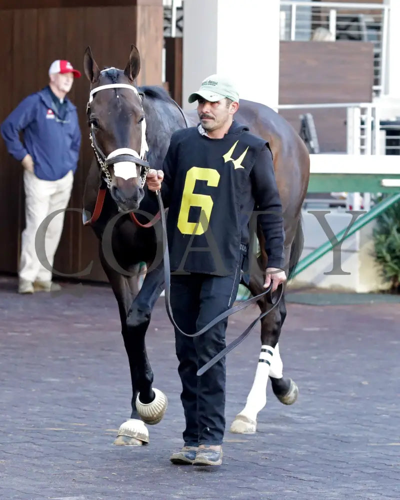 Jubilant Joanie - 111624 Race 07 Cd Paddock 02 Churchill Downs