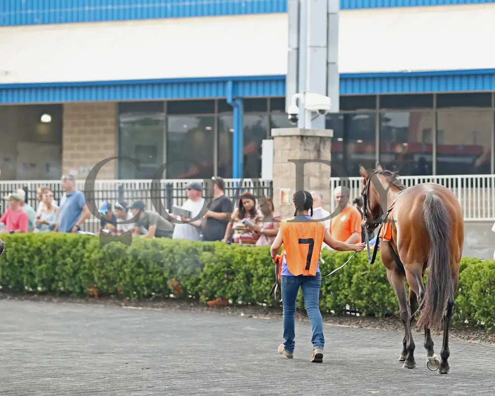 JUSTINQUESO - The Lady Erie Stakes - 08-04-25 - R07 - PID - Paddock 05 Presque Isle Downs