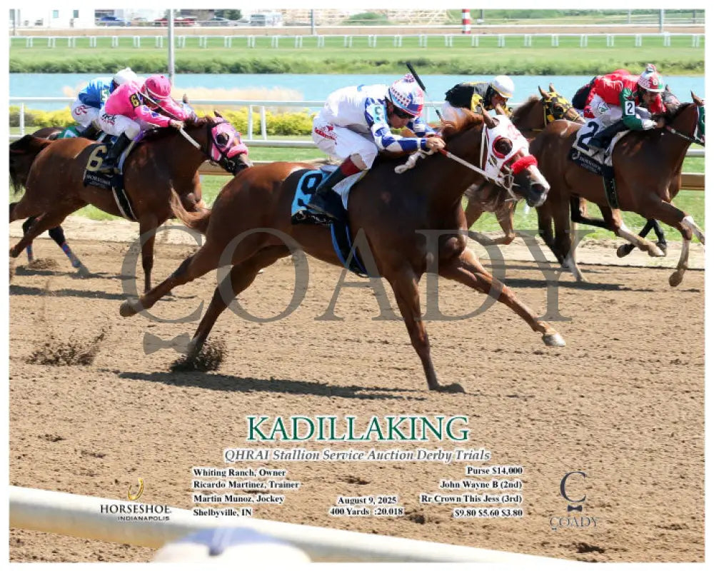 KADILLAKING - QHRAI Stallion Service Auction Derby Trials - 08-09-25 - R04 - IND- Action Indiana Grand