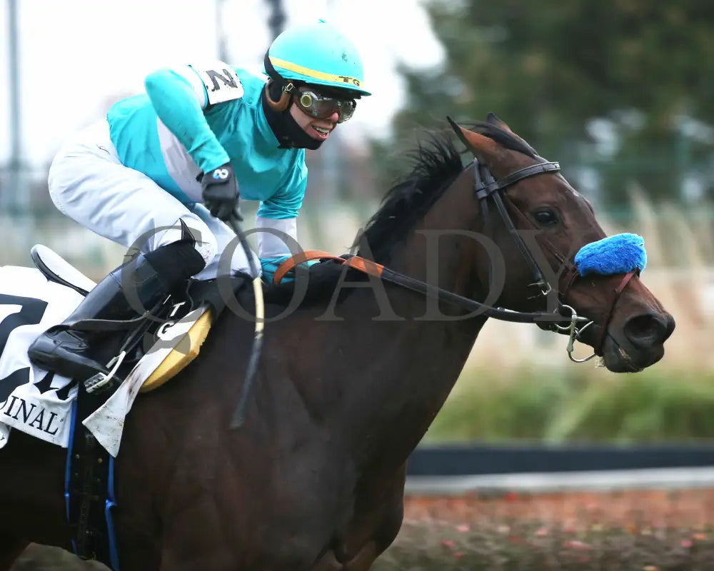 Kallio - Cardinal G3 46Th Running 11-28-19 R11 Cd Finish 03 Churchill Downs