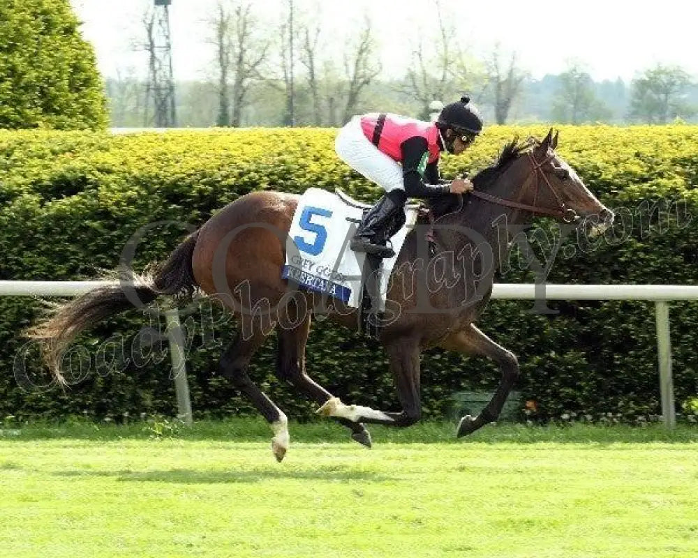 Keertana - The Grey Goose Bewitch Gr Iii Keeneland