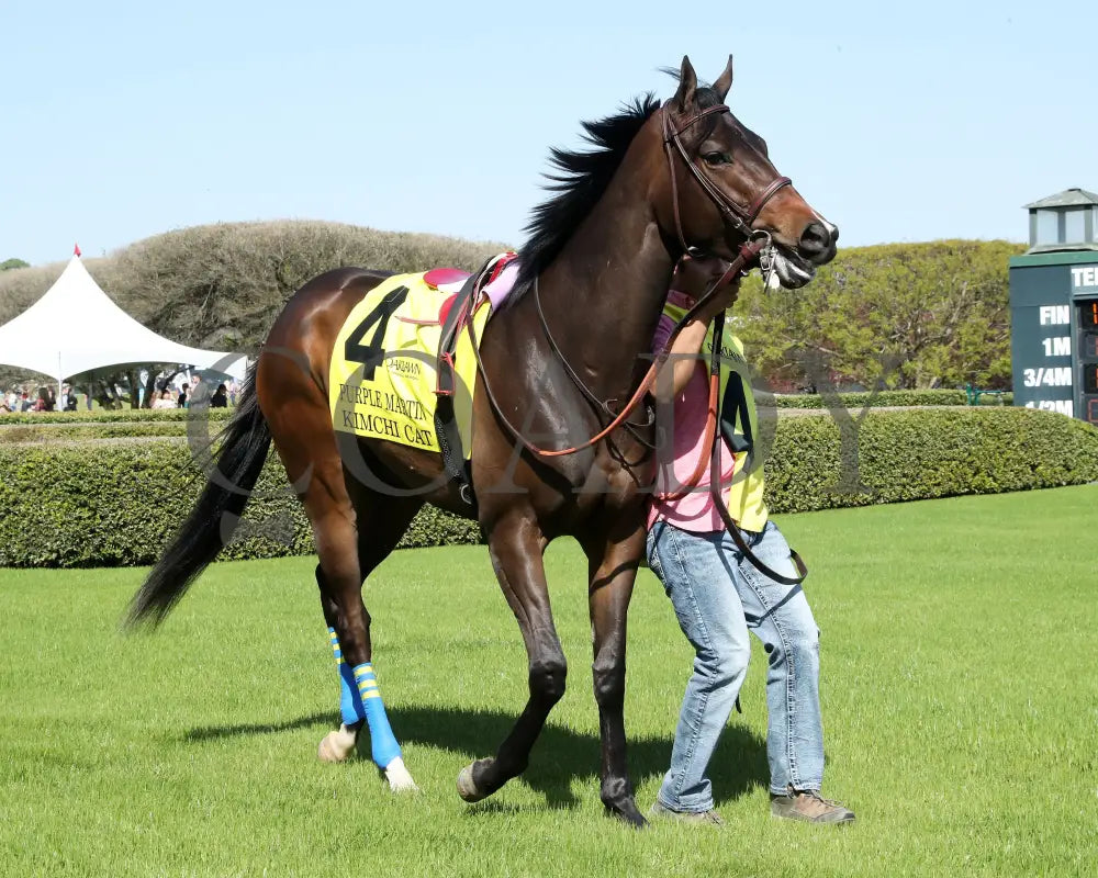 KIMCHI CAT - The Purple Martin - 03-22-25 - R07 - OP - Paddock 01 Oaklawn Park