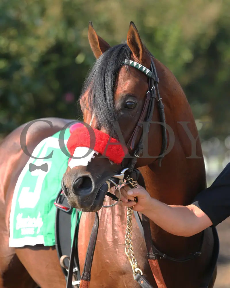 Legends Of War - Nevada State Bank Franklin-Simpson Stakes G3 3Rd Running 09-12-19 R09 Kd Head Shot