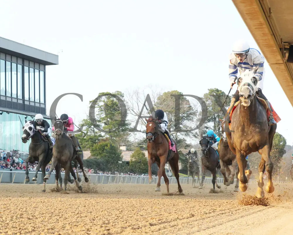 Lemon Muffin - Honeybee Stakes G3 37Th Running 02-24-24 R09 Op Under Rail 01 Oaklawn Park
