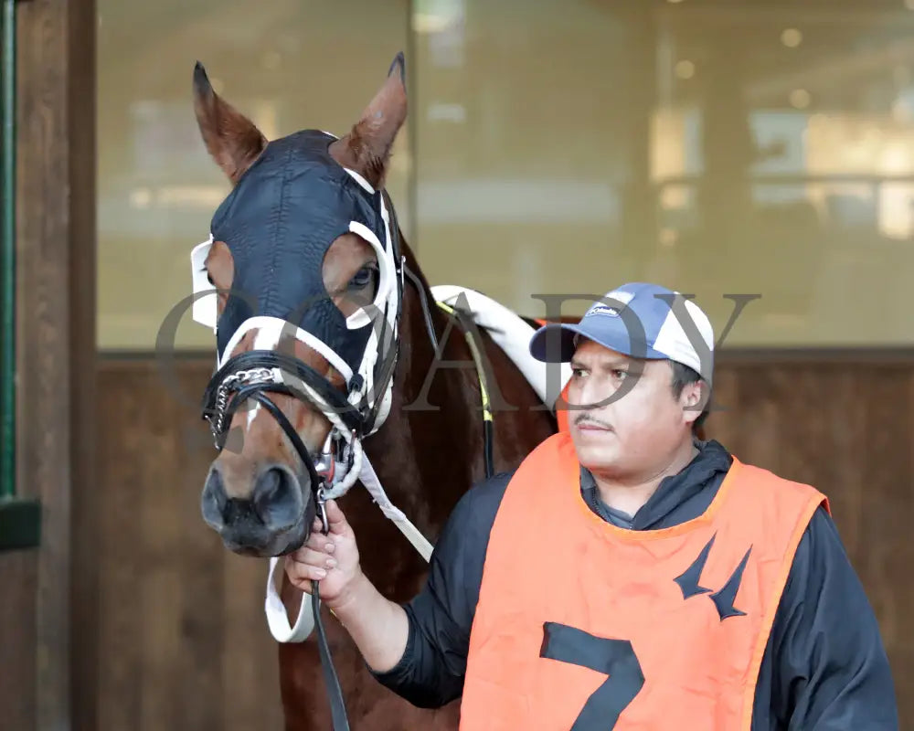 Like A Saltshaker - 111624 Race 09 Cd Paddock 01 Churchill Downs