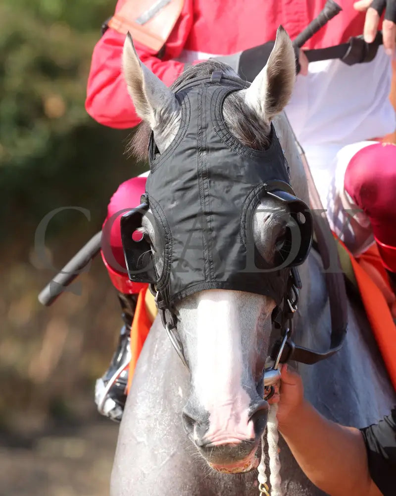 Limited Liability - The Blackwood Distilling Nashville Gold Cup 1St Running 09-11-24 R08 Kd Paddock