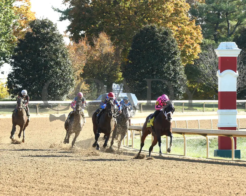 Long Neck Paula - The Bowman Mill 10-26-24 R06 Kee Turn 01 Keeneland