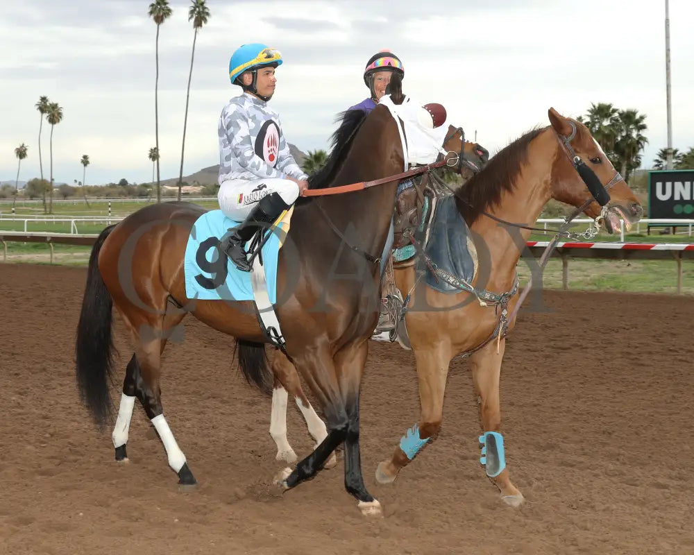 Love My Jimmy - Phoenix Gold Cup 03 - 14 - 24 R08 Turf Paradise Post Parade