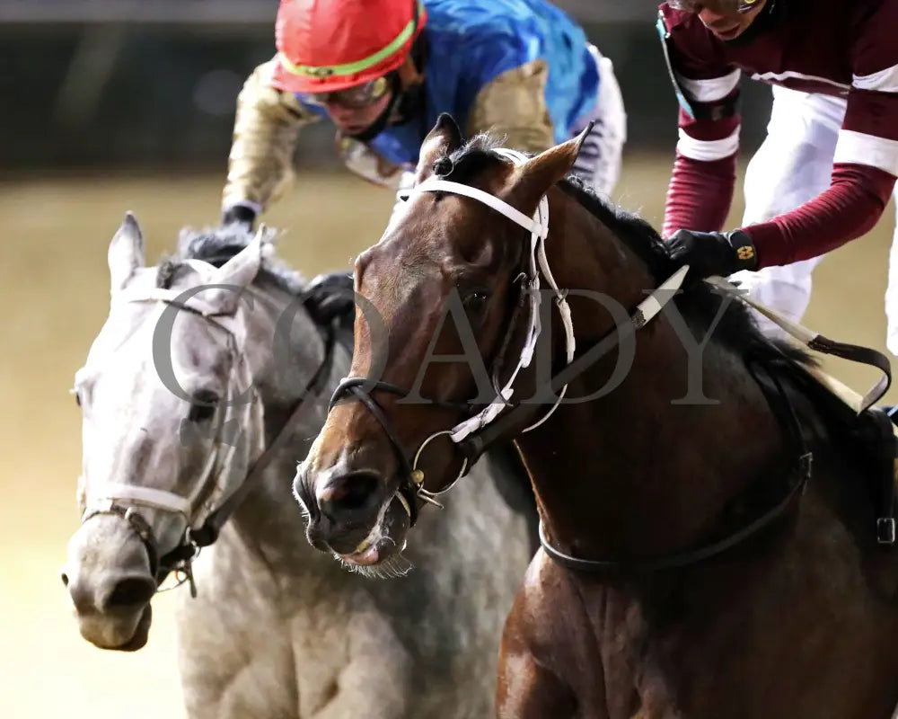 MAGNITUDE - The Clark G2 - 11-28-25 - R11 - CD - Gallop Out 01 - Coady Media - Kurtis Coady Photography